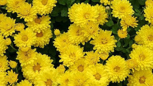 Chrysanthemum