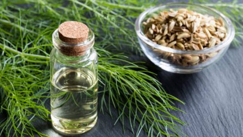 Fennel Oil