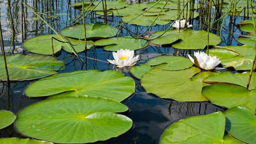 Lotus Leaf