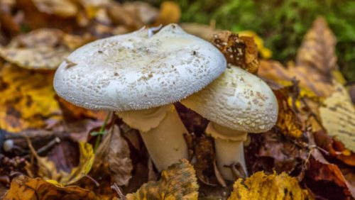 Monkey Head Mushroom