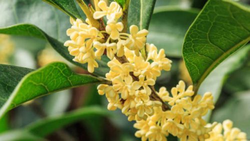 Osmanthus