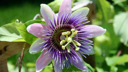 Passionflower