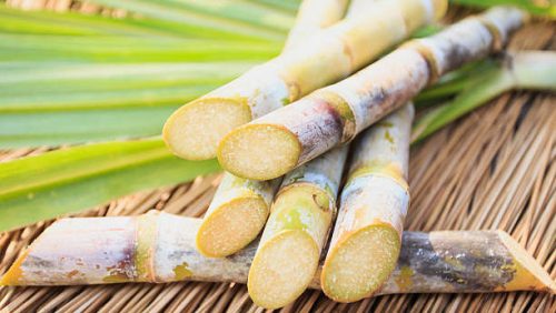 Sugar Cane